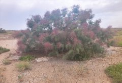 玉兰香飘万里，红柳花开戈壁