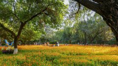 双节打卡奥森公园&nbsp;解锁2026北京朝阳国际灯光